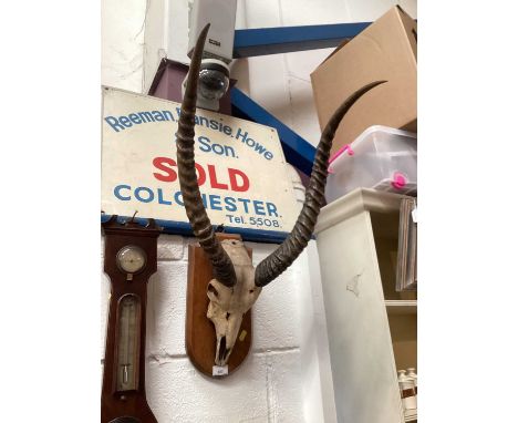 Taxidermy- pair of early 20th century gazelle horns, mounted on oak shield.