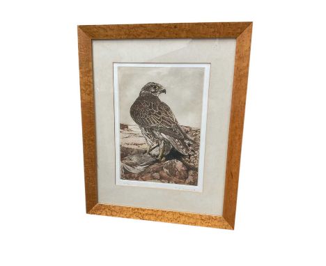 Timothy Greenwood (b. 1947) etching - peregrine falcon, signed and numbered 33 x 23cm, glazed frame