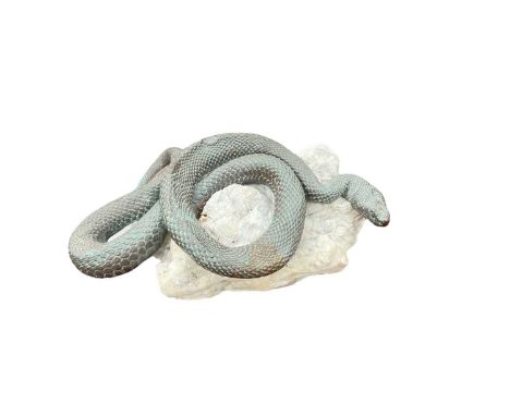 Bronze model of a coiled snake on a rough fragment of marble.