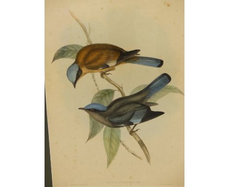AFTER JOHN GOULD &amp; HENRY CONSTANTINE RICHTER- THREE 19TH CENTURY COLOUR LITHOGRAPH PRINTS OF BIRDS. 35 X 50 cm. (3)
&nbsp