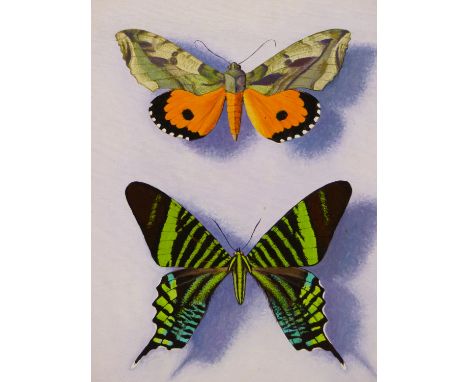 WILLIAM H. HOWE ( AMERICAN 1928-2009) ARR. BUTTERFLIES- MOTH BEAUTIES FROM SAN ANDREAS, TUXTLA, VERACRUZ NEW MEXICO- ACRYLIC 