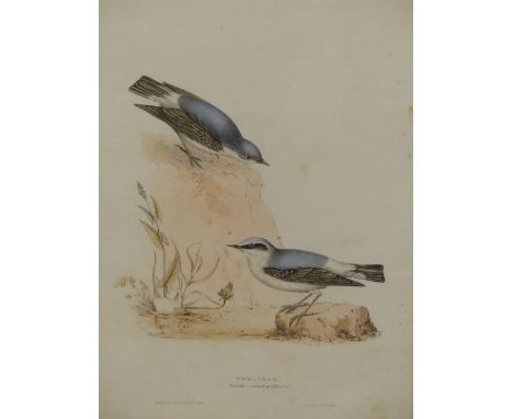 AFTER JOHN GOULD (1804-1881) WHEATEAR, HAND COLOURED ENGRAVING. 33 X 45 cm
&nbsp;
Condition of lots is NOT referred to in the