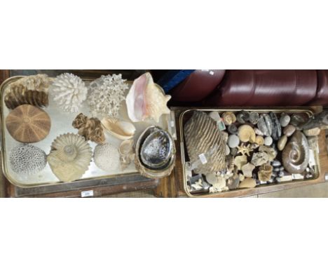 2 TRAYS &amp; SMALL TUB OF VARIOUS SHELLS, FOSSILS, WOOLY MAMMOTH TUSK, NAUTILOLD &amp; AMMONITE SHELLS