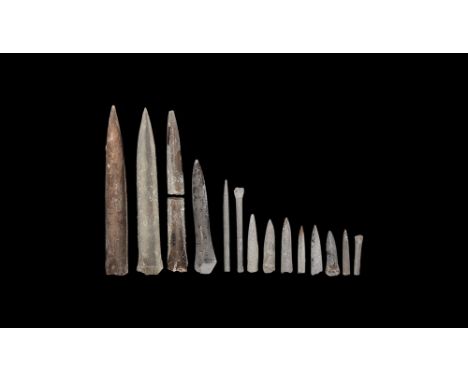 Jurassic Period, 200-145 million years BP. A group of four large and ten small specimens of Belemnites, of various genera, fr