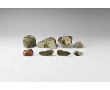 A mixed group of seven fossils, comprising two corals, two gastropods, a brachiopod, and a split shale nodule exposing a foss