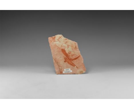 Permian Period, 280 million years BP. A slab showing three Glossopteris Sp. fern leaves; with label.  870 grams, 18.5cm (7 1/