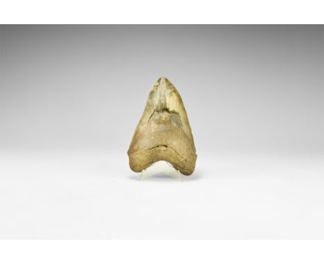 Pliocene Period, 5.2 - 2.5 million years BP. A large Carcharocles megalodon shark tooth from Georgia, USA, with good serratio