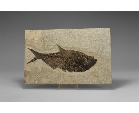 Eocene Period, 58-36 million years BP. A fossil Diplomystus fish from the Green River Formation, Lincoln County, Wyoming, USA