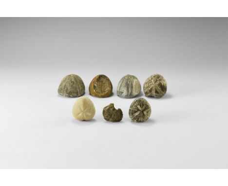 Cretaceous Period, 145-66 million years BP. A group of six fossil echinoids, principally Micraster sp. and Echinocorys sp., p