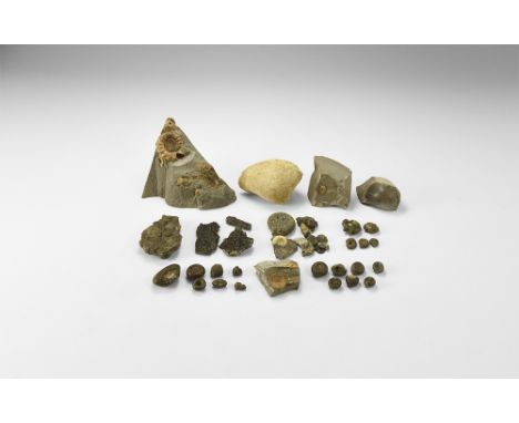 A group of thirty four fossil specimens from Dorset, including seventeen ammonites (some pyritised), two bivalves, one crinoi