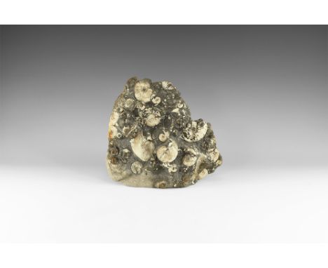 Jurassic Period, 160 million years BP. A block with many specimens of the fossil ammonite Kosmoceras sp., possibly Kosmoceras