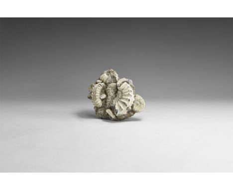 Lower Jurassic Period, 199-175 million years BP. An ammonite mortality display piece with Pleuroceras Spinatum ammonites from