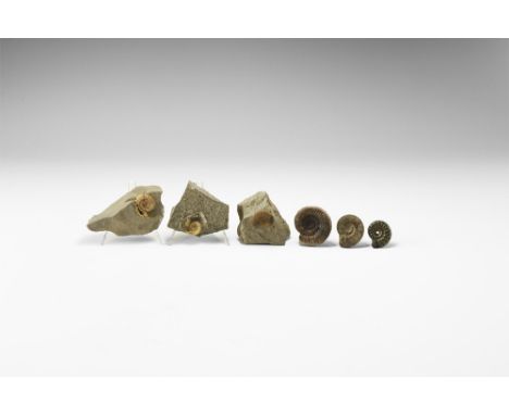 Jurassic Period, 200-145 million years BP. A group of six Jurassic ammonites, three in matrix from Dorset, and three from Yor
