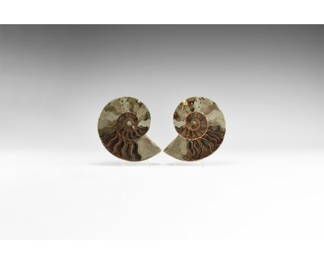 Cretaceous Period, Albian Stage, 113-100 million years BP. An A-grade cut and polished Cleoniceras sp. ammonite from Madagasc