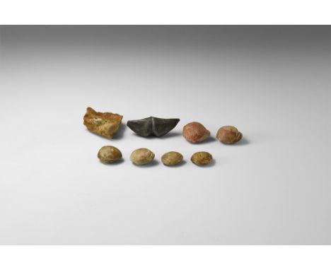 Ordovician-Permian, 488-252 million years BP. A group of eight brachiopods, including one spirifer and seven terebratulids, i