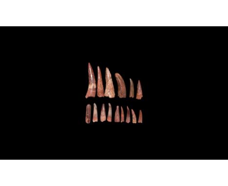 Cretaceous Period, 145-65 million years BP. A group of fifteen pterosaur teeth Siroccopteryx moroccensis, found south of Taou