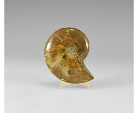 Cretaceous Period, Albian Stage, 113-100 million years BP. An A-grade Cleoniceras sp. ammonite from Madagascar with attractiv