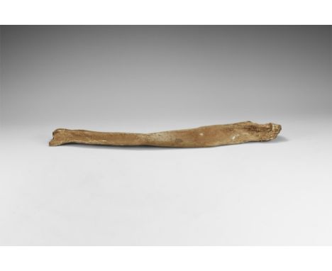 Devensian Period, 110,000-12,000 years BP. A Mammuthus primigenius rib from Brown Bank, Lowestoft, UK.  280 grams, 48cm (18 3