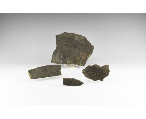 Carboniferous, 359-299 million tears BP. A group consisting of four specimens of stigmaria, the roots of coal forest lycopsid