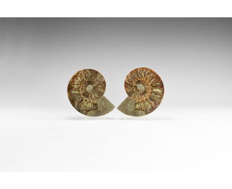 Cretaceous Period, Albian Stage, 113-100 million years BP. An A-grade cut and polished Cleoniceras sp. ammonite from Madagasc