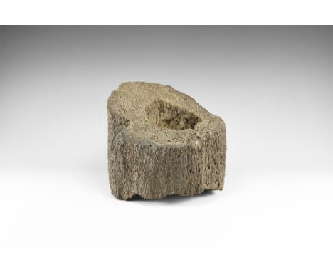 Jurassic Period, 150 million years BP. A large section of fossil palm tree trunk Palmoxylon, displaying the structure; with a