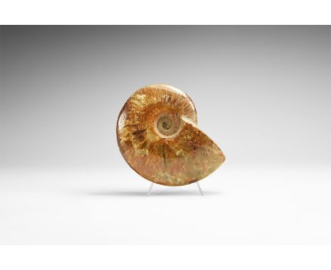 Middle Cretaceous Period, 110 million years BP. A polished Cleoniceras cleon ammonite from Mahajanga Province, Madagascar.  4