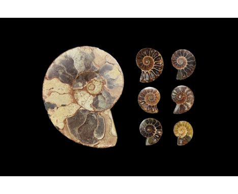 Cretaceous Period, 395-135 million years BP. One large and six small cut and polished ammonites, showing internal structures;