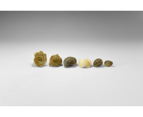 Carboniferous-Cretaceous, 359-66 million years BP. A group of six fossils of different cllasses and periods, including four b