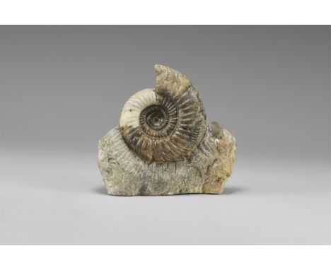 Jurassic Period, 160 million years BP. A fossil Parkinsonia sp. ammonite on matrix, from Bajocian, Burton Bradstock, Dorset, 