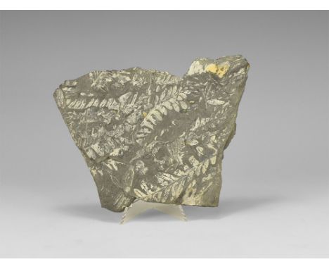 Carboniferous Period, 345-280 million years BP. A white Pecopteris sp. fern mosaic together with other plant specimens from t