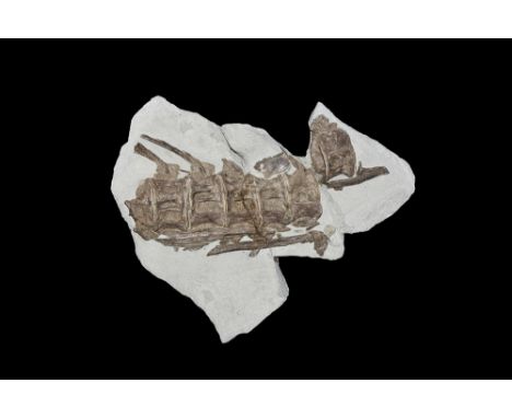 Cretaceous Period, 80 million years BP. A sequence of six fossil predatory fish vertebrae Xiphactinus sp., skillfully develop