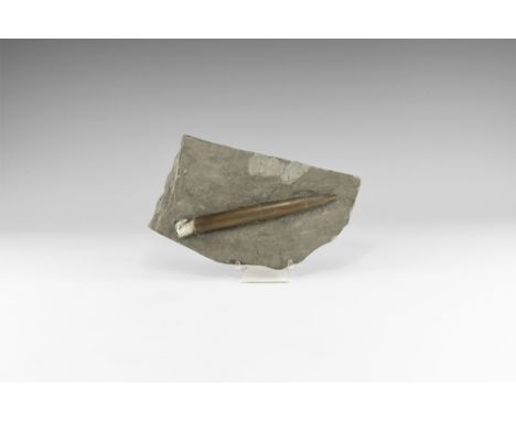 Jurassic period, 157-146 million years BP. A large Cylindroteuthis Sp. belemnite, on matrix; with label.  1.2 kg, 23cm (9"). 