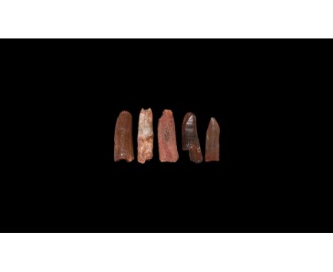 Early Cretaceous Period, 146-100 million years BP. A group of five Rebbachisaurus dinosaur teeth from the Tegana Formation (C
