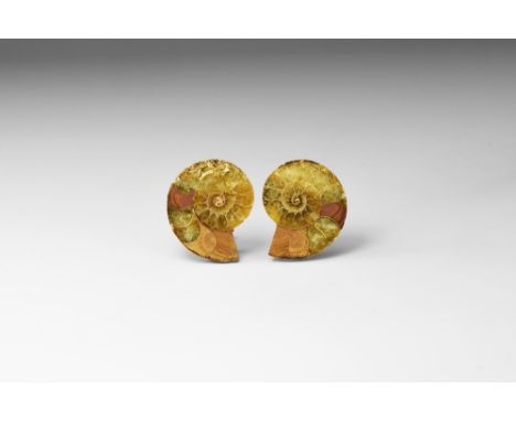 Cretaceous Period, 145-65 million years BP. A pair of Cleoniceras sp. ammonite halves, sawn and polished to reveal the inner 