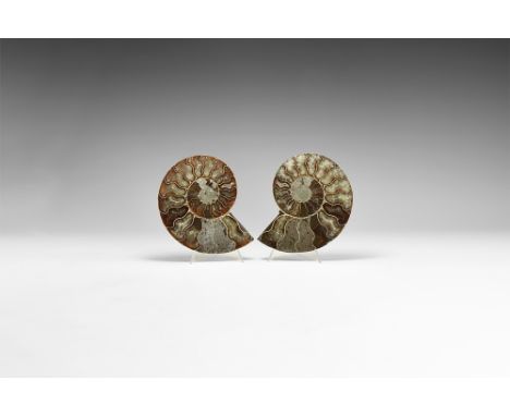Cretaceous Period, Albian Stage, 113-100 million years BP. An A-grade cut and polished Cleoniceras sp. ammonite from Madagasc