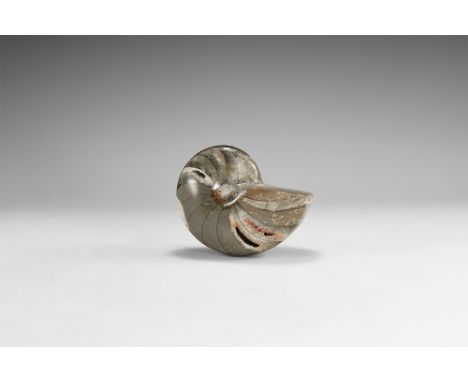 Jurassic Period, Bajocian Stage, 168-172 million years BP. A large polished Nautilus discovered at Arbala, Middle Atlas Mount