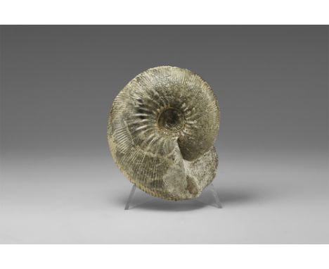 Jurassic period, 170-156 million years BP. A well preserved Proplaulites Sp. ammonite; with label.  245 grams, 85mm (3 1/4").
