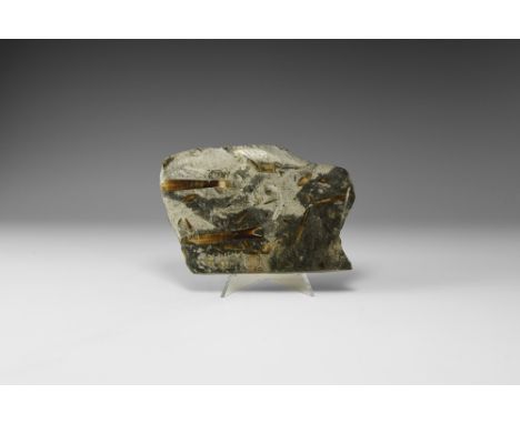 Jurassic Period, 201-145 million years BP. A cut and polished piece of limestone with numerous belemnite fossils showing inte
