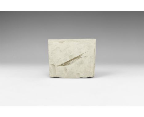 Pliocene Period, 4 million years BP. A well preserved fossil razorfish Centriscus strigatus, in a rectangular matrix block; w