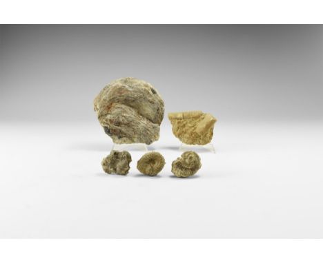 Silurian Period, 444-415 million years BP. A group of five fossils from Shropshire, comprising an Ostrea, crinoid, brachiopod