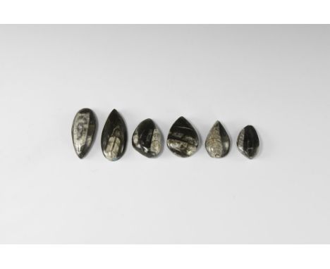 A group comprising six matrix specimens of the nautiloid <Orthoceras carved as touch pieces, domed and polished on the domed 