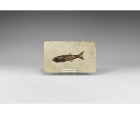 Eocene Period, 50 million years BP. A finely preserved fish in matrix plaque; with label.  588 grams, 23 x 14cm (9 x 5 1/2").