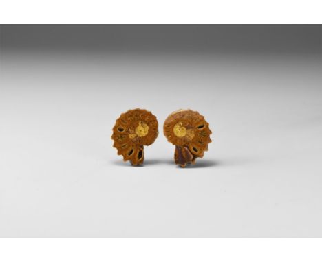 Ordovician Period, 488-443 million years BP. A pair of ammonite halves, sawn and polished to reveal the inner chambers in whi