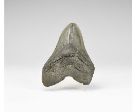 Pliocene Period, 5.2-2.5 million years BP. A large Carcharocles megalodon shark tooth from the Georgia, USA with good serrati