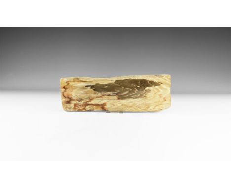 Triassic Period, 23 million years BP. An unusually large cut and polished slice of fossilised wood displaying fine detail of 