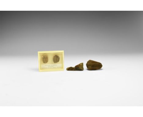 Ordovician-Silurian, 488-415 million years BP. A group consisting of one Silurian and two Ordovician trilobites, two in old w