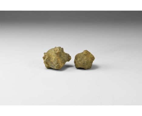 Carboniferous Period, 359-299 million years BP. A group of two crinoid calicies of the species Amphorocrinas gigas with well-