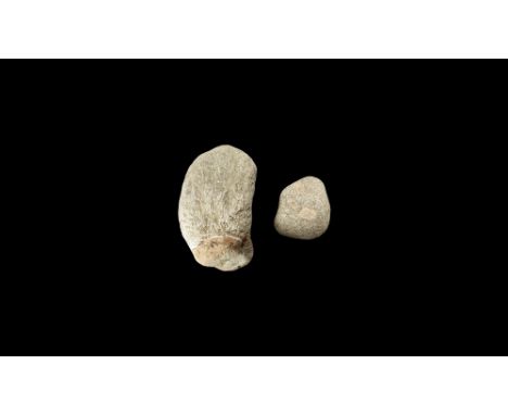 Permian Period, 299-252 million years BP. A full bryozoan colony with a portion of the original sea floor still attached, the