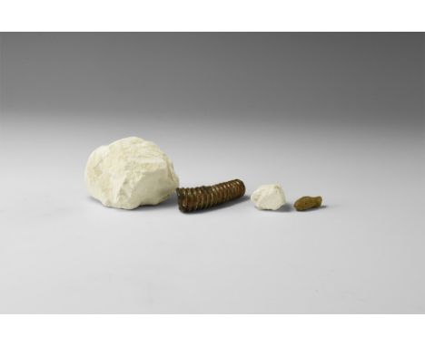 A group of four Kent fossils comprising a shark's tooth in chalk, an echinoid spine in chalk, an ammonite segment, and a cora