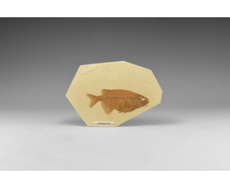 Eocene Period, 50 million years BP. A very finely preserved Phareodus testis fish in matrix plaque; with label.  761 grams, 2
